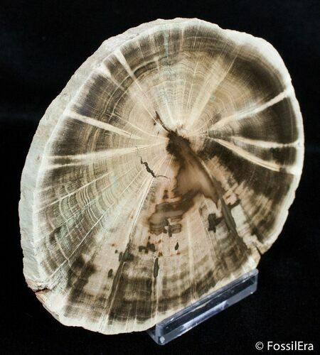 Zimbabwe Petrified Wood Slab ( / inches) #2733